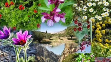 Η Κρητική Φυτική Πανίδα και Τα Βότανα του Νησιού