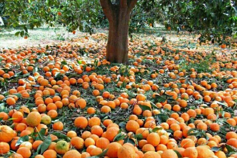 ΚΥΡΙΑΚΗ 27 ΑΠΡΙΛΊΟΥ ΗΜΕΡΙΣΙΑ ΕΚΔΡΟΜΗ. ΓΙΟΡΤΗ ΠΟΡΤΟΚΑΛΙΟΥ ΣΤΟ ΦΟΔΕΛΕ! Τ.Α.€12