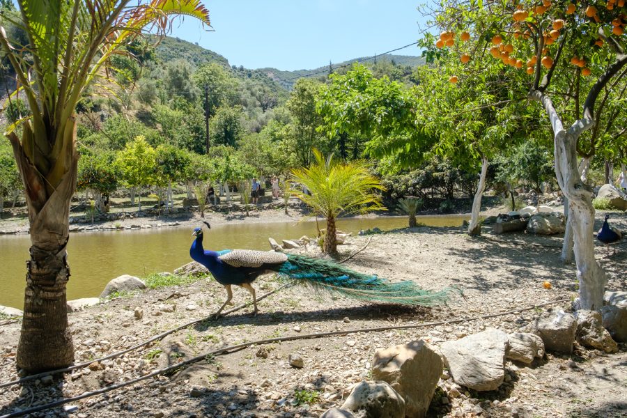 Παρασκευή 01 Μαΐου -Βοτανικός Κήπος Κρήτης,Βατόλακκος & μονοπάτι Βαλσαμιώτη ποταμού Τ.Α€22